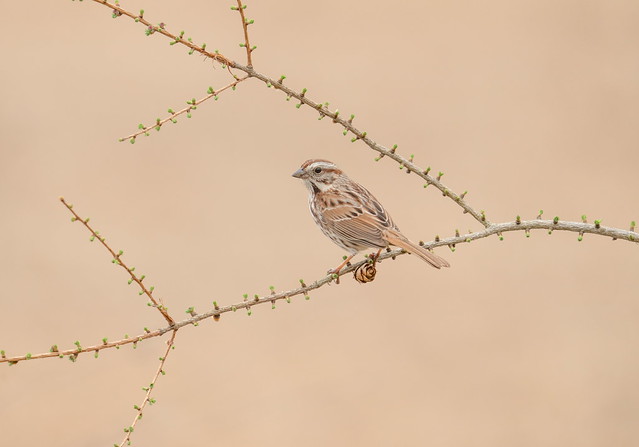 Song sparrow.