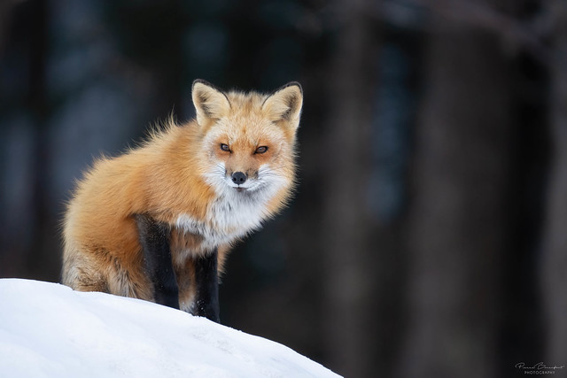 Red fox - Renard roux