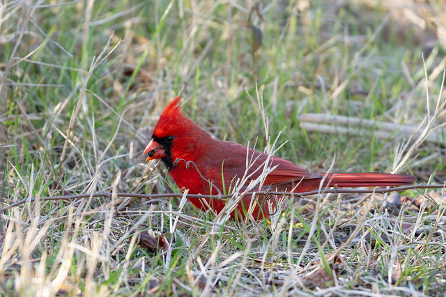 Cardinal Finding a Seed in Assateague