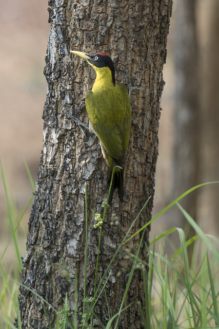 Black-headed woodpecker