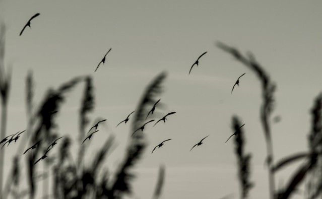 Flight of the ibises