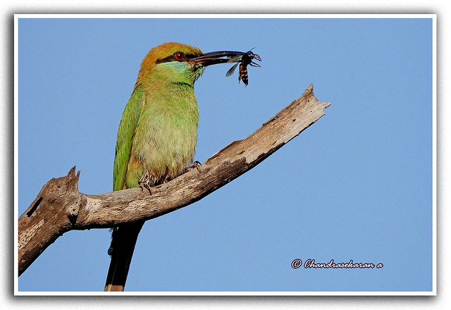12843 - green bee-eater with a kill