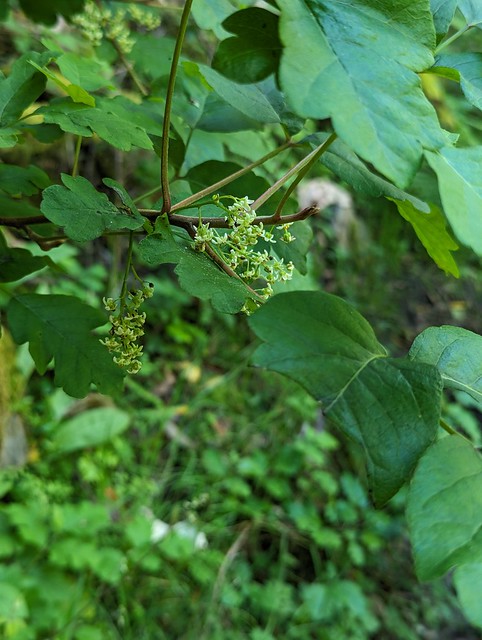 Toxicodendron diversilobum  (Torr. & A.Gray) Greene Anacardiaceae Anacardioideae-Pacific poison oak 2