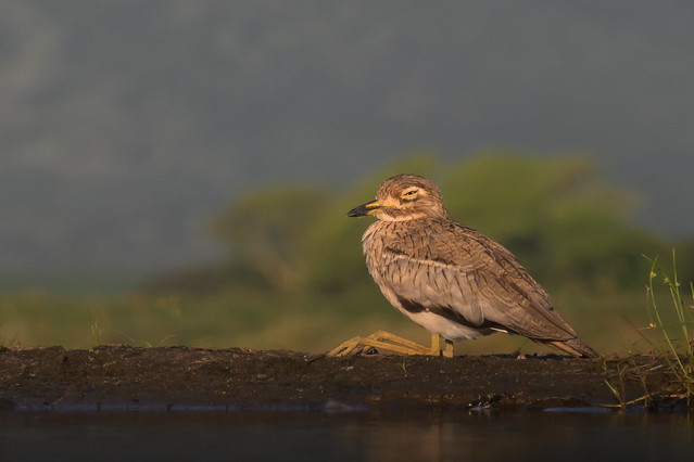 Water Thick Knee