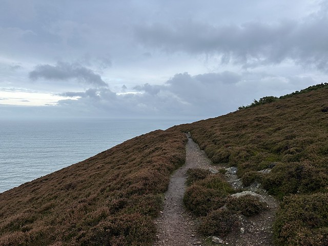 Path through winter brown heather
