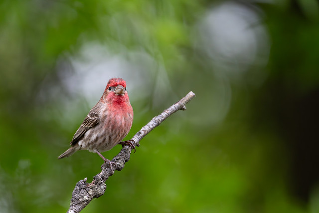 Male Finch in Spring Bokeh