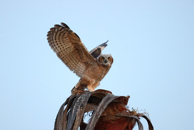 Great horned owl fledgling