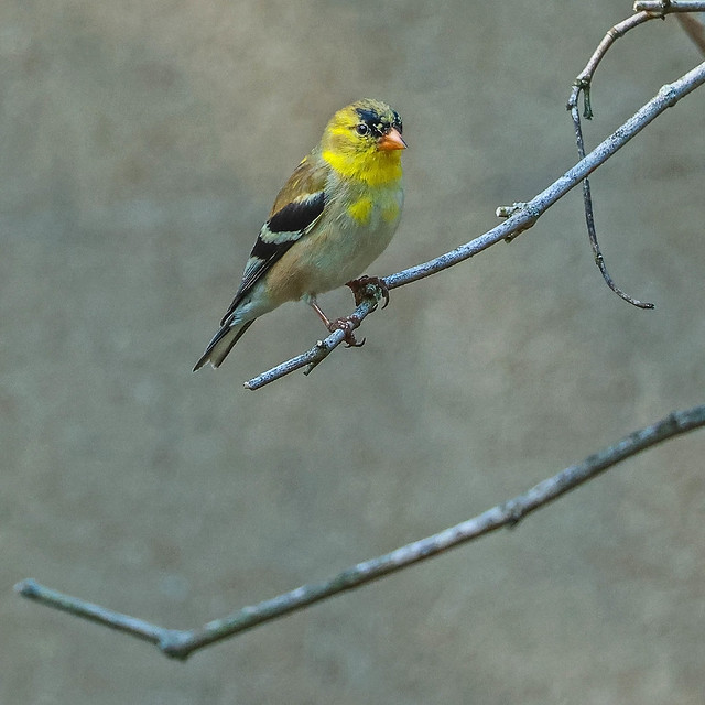 Goldfinch - American Molting