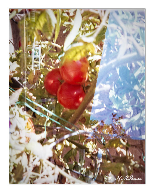 Rememberance of Tomatoes Past