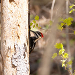 Pileated Woodpecker Image has been de-noised