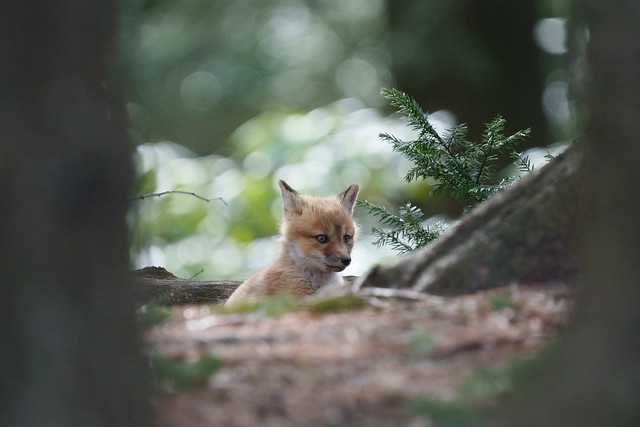 Renardeau / Red Fox Cub