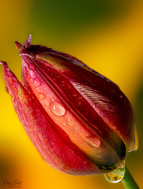 Tulips in the spring rain