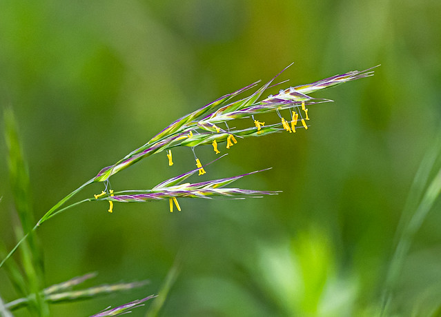 Yellow Grass Seeds.