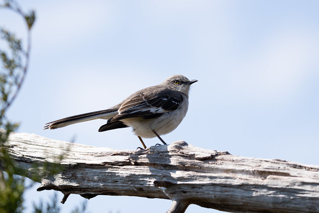 Mockingbird Perched at Assateague