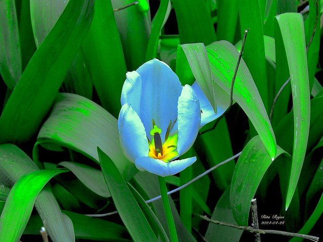 2024-04-28   -   White Tulip and a Fly !   -
