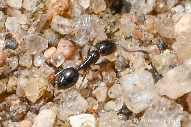 Tiny ants (Monomorium)