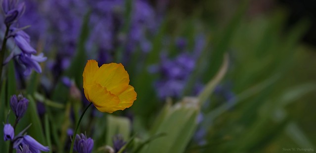 [NT] Gunby Hall and Gardens. Welsh Poppy (2)