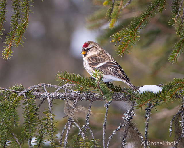 Mealy redpoll / Gråsisik, Norefjell, Norway