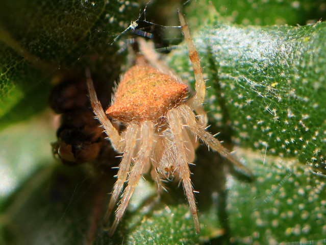 Araneus spider on an oak leaf