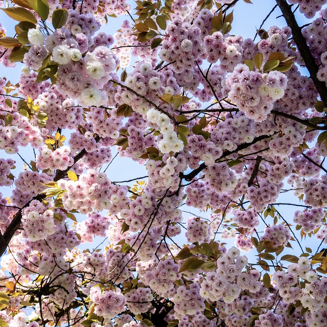 Kirschblüten, Sakura - Hamburg