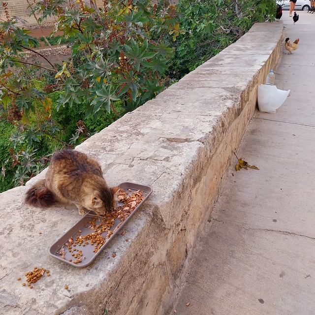 Wild streetcat being fed