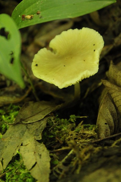 Fungus in Băneasa forest