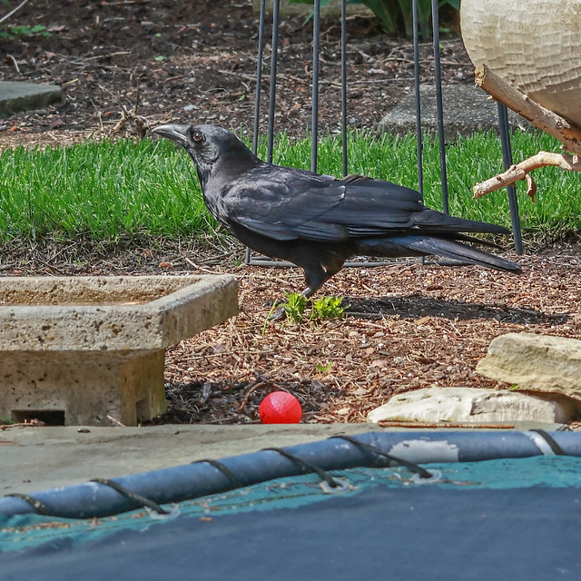 Crow - Exploring Garden