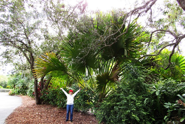 Arecaceae Family --  an unidentified palm tree with big fronds and smallish lady for size comparison 9471