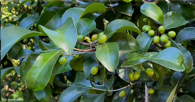 Elaeodendron australe - Red Olive Berry