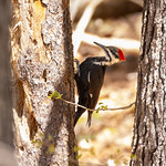 Pileated Woodpecker Image is not de-noised or sharpened.