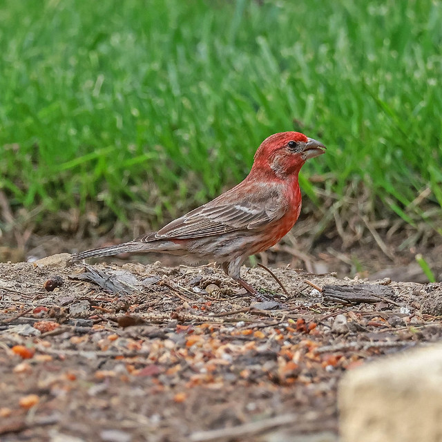 House Finch - Red Male