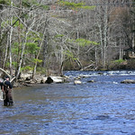 Fly fishing in the Farmington River 