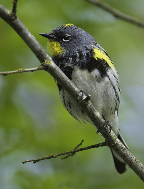 Yellow rumped warbler, male