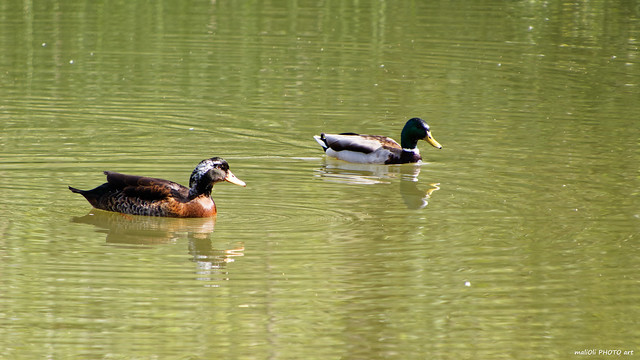 Two ducks in green pond