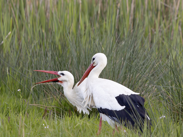 Stork couple found worms to eat
