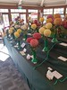 Chrysanthemum Competition 2024