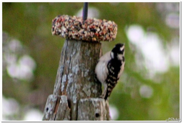 Downey Woodpecker Female with Egg