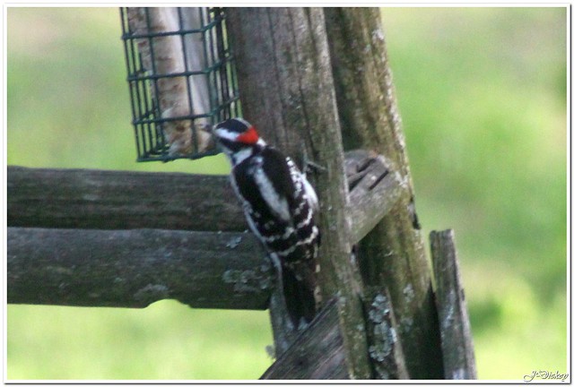 Downey Woodpecker Male