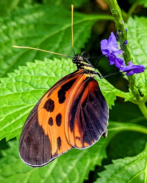 Butterfly - Schmetterling