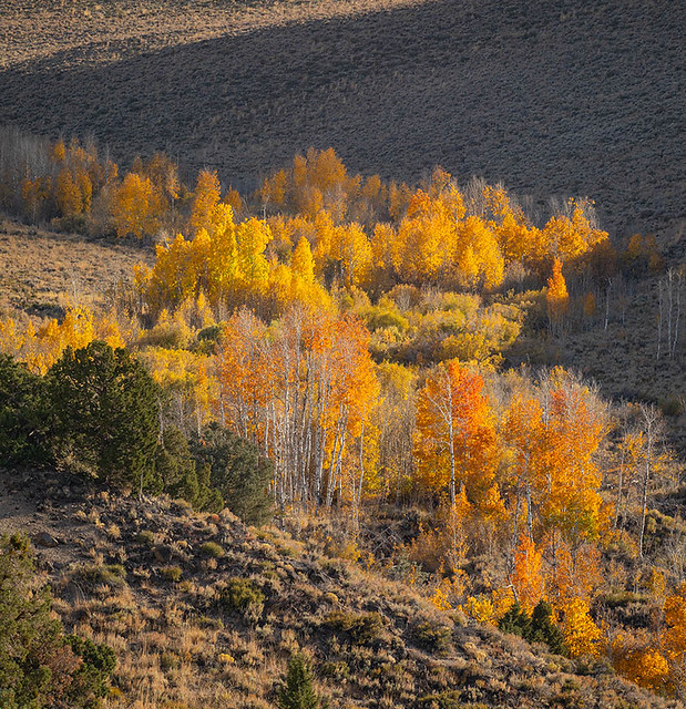 Autumn, Eastern Sierra Nevada No. 19 - Inyo County, California (2023)