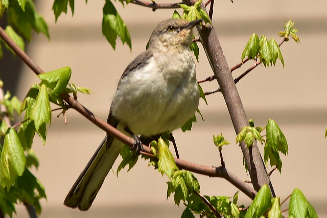 7480 Mocking Bird in a nearby tree in NC.