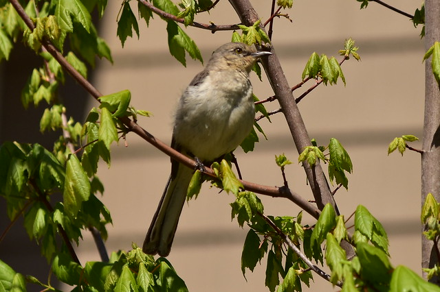 7482 Mocking Bird in a nearby tree @ NC.