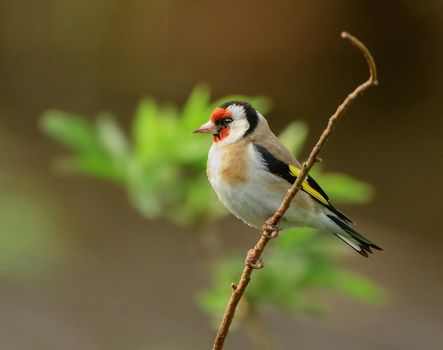 Putter / European goldfinch / Carduelis carduelis