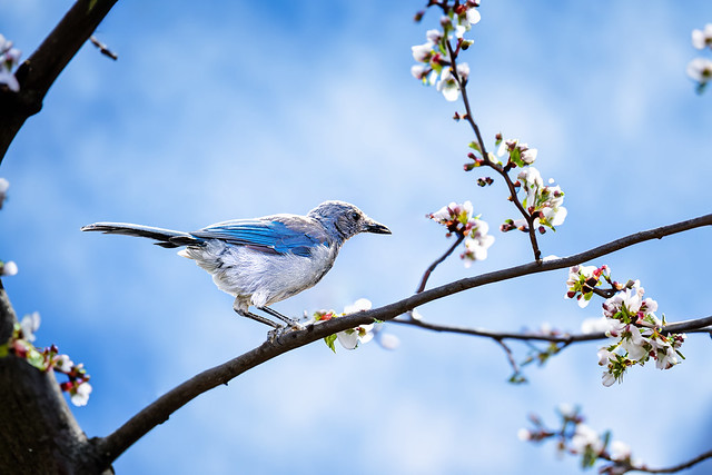 A lone bluebird dances through the blossoming springtime air.