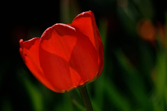 Tulip1_6F8A4555_DxO
