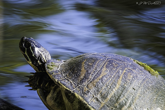 Turtle at Lake Apopka wildlife Drive, Apopka Florida.