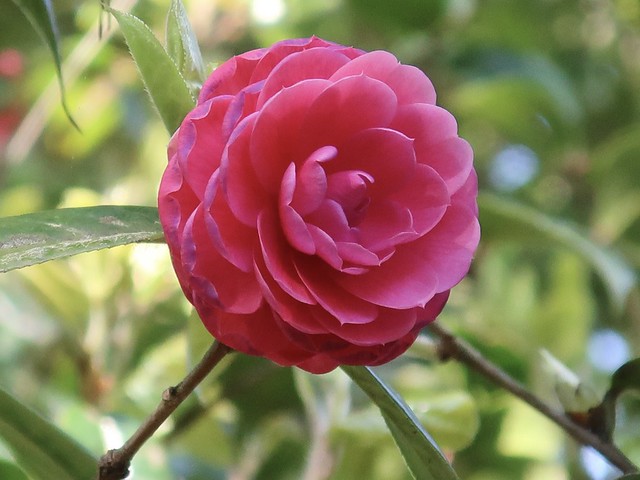Spring Camellia