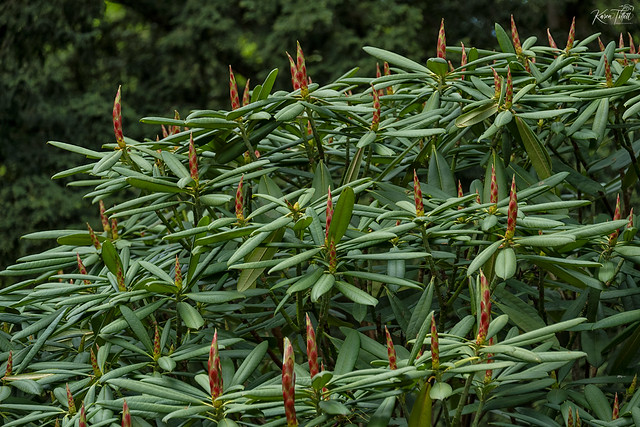 Plants at Bodnant Gardens