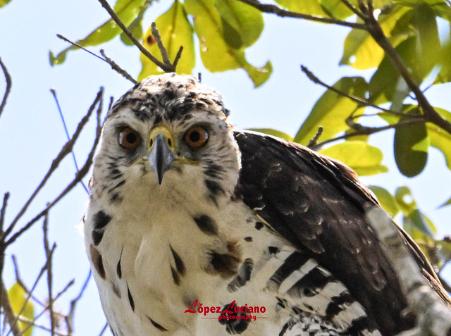 Aves de México.Península de Yucatán.Aguila elegante.(Soizaetus ornatus.) Ornate Hawk Eagle.