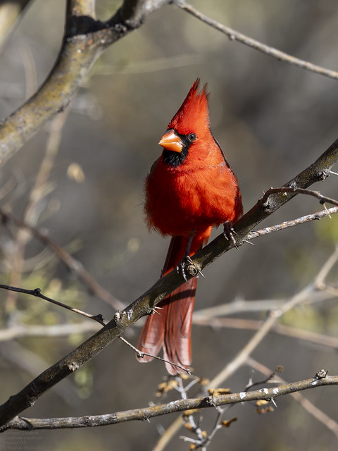 Northern Cardinal (Cardinalis cardinalis) Arizona, U.S. 2024